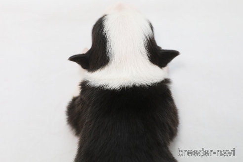 成約済の神奈川県のボーダーコリー-359957の3枚目